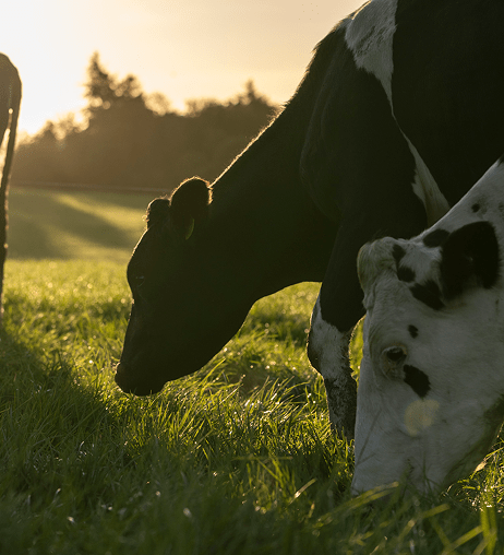 Raised on open fields and fresh Atlantic air