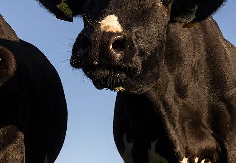 cow-looking-into-camera-on-sunny-day cow-looking-into-camera-on-sunny-day