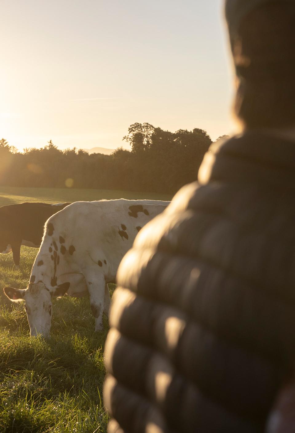 farmer-with-cows-in-field